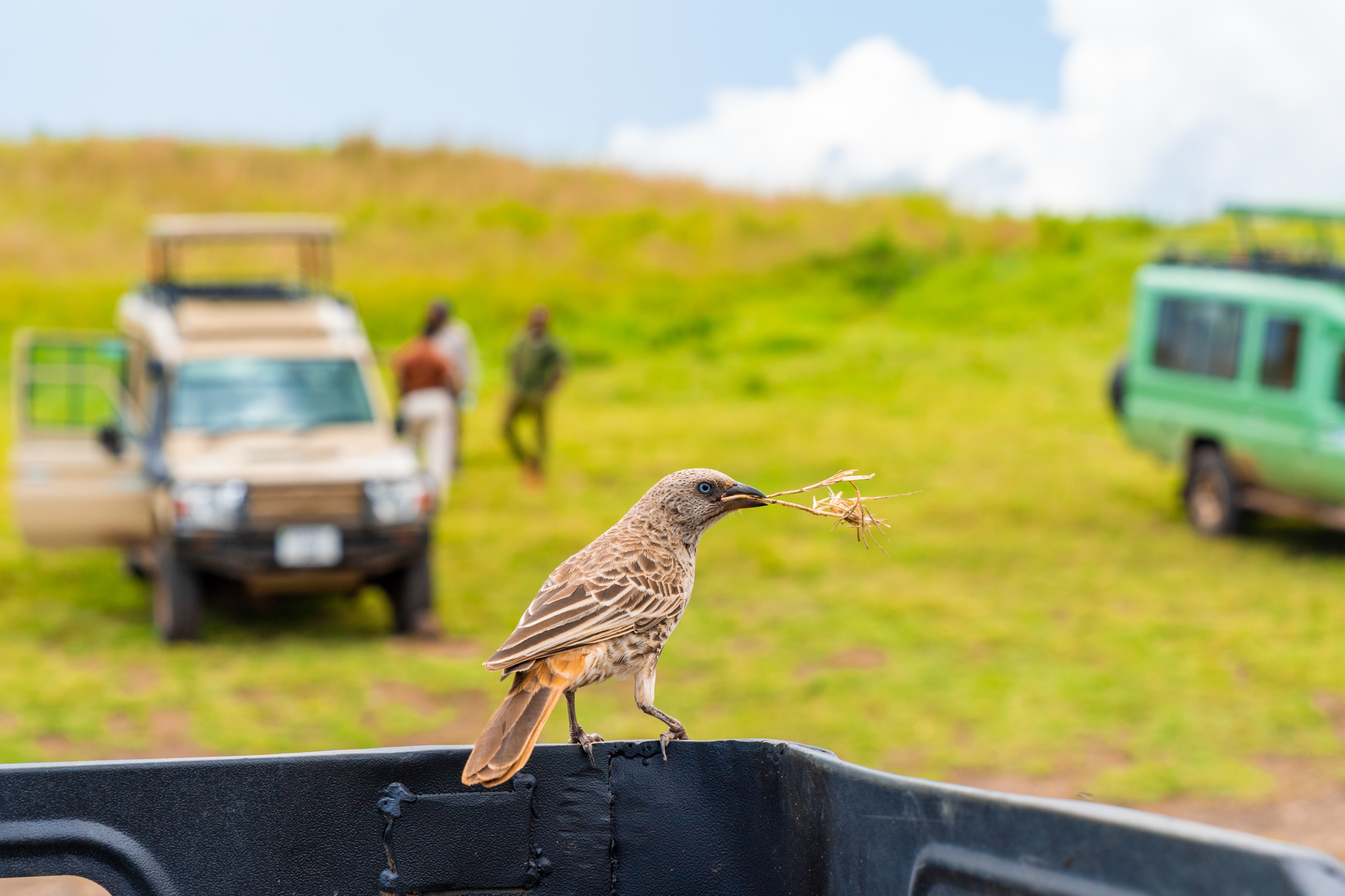 Closeup shot of a beautiful bird sitting on a pick-up