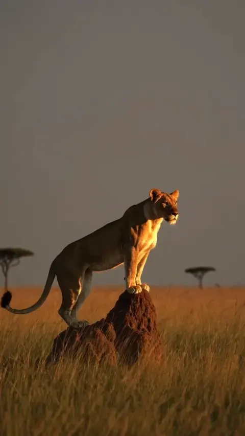Into the Wild safari's